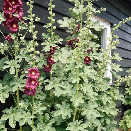 Bed&Breakfast Hoornaar 4*