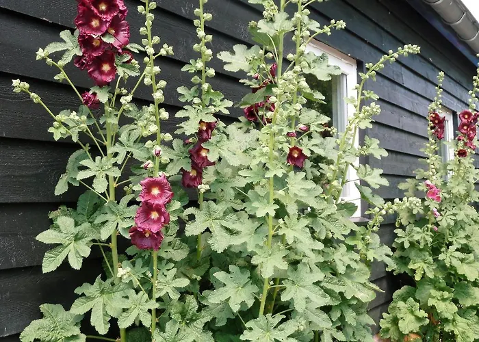 Bed&Breakfast Hoornaar 4*