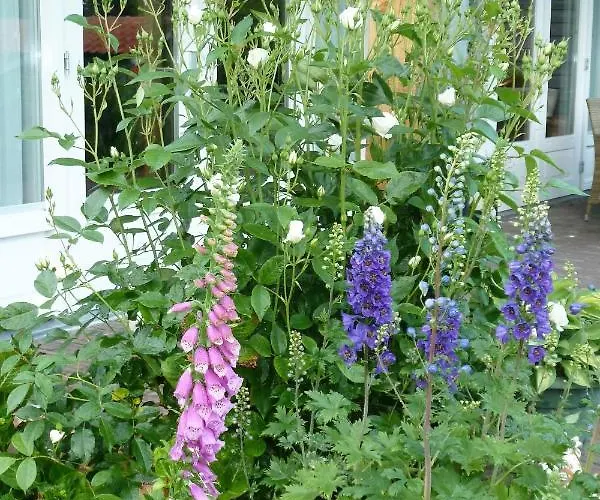 Bed&Breakfast Hoornaar 4*